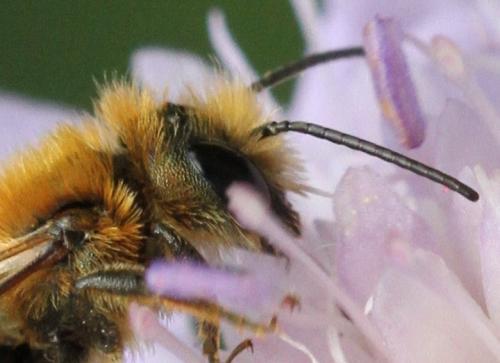 Osmia leaiana